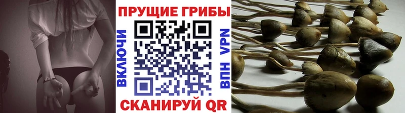Галлюциногенные грибы Cubensis Бодайбо
